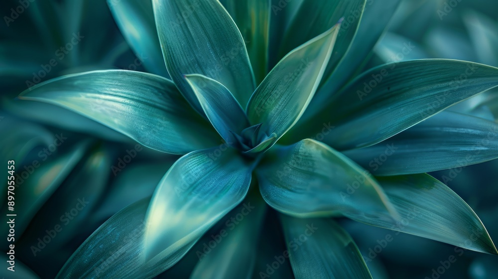 Close-Up of Teal Yucca Plant Leaves Close-Up of Teal Yucca Plant Leaves