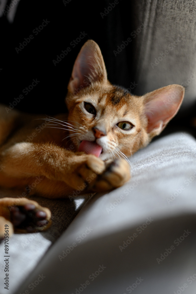 Obraz premium Cute little Abyssinian kitten. Young beautiful purebred shorthair kitten. Close-up, copy space.