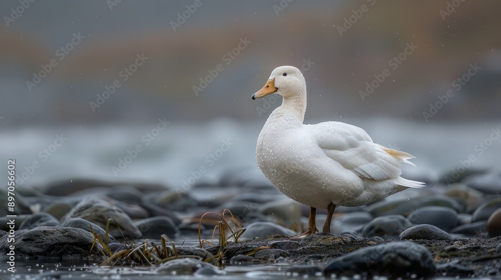 White Duck Standing on Rocks by the Water White Duck Standing on Rocks by the Water