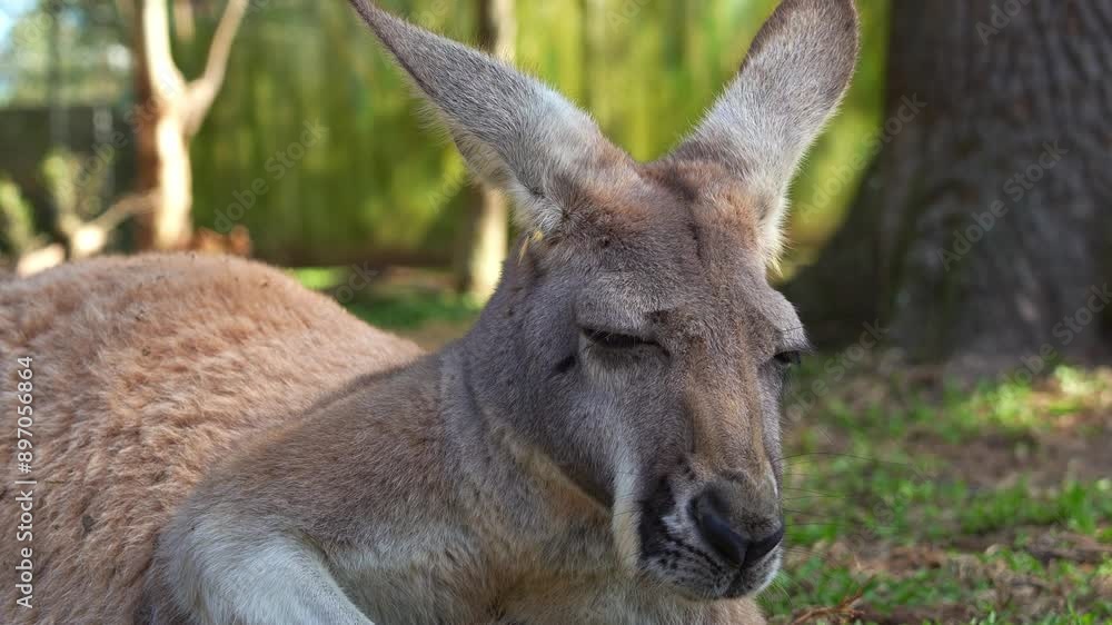 Close up shot of a sleepy kangaroo lounges on the ground, resting and relaxing in the shade, Australian wildlife species. Close up shot of a sleepy kangaroo lounges on the ground, resting and relaxing in the shade, Australian wildlife species.