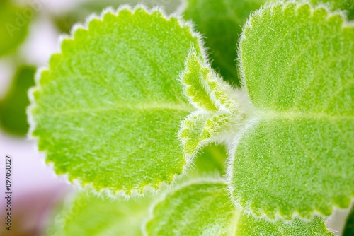 Detail of Coleus (Plectranthus Amboinicus) leaf, semi-succulent perennial plant used against cold photo