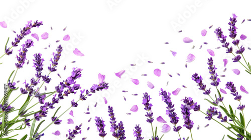 photo of background with blooming lavender flowers and petals isolated on white 