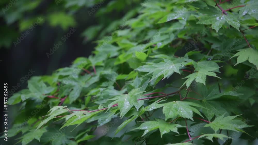 Wet green leaves of maple tree branch moving in wind on gloomy rainy summer day Wet green leaves of maple tree branch moving in wind on gloomy rainy summer day