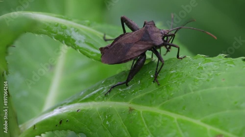 Large brown squash bugs mating on a wet green leaf