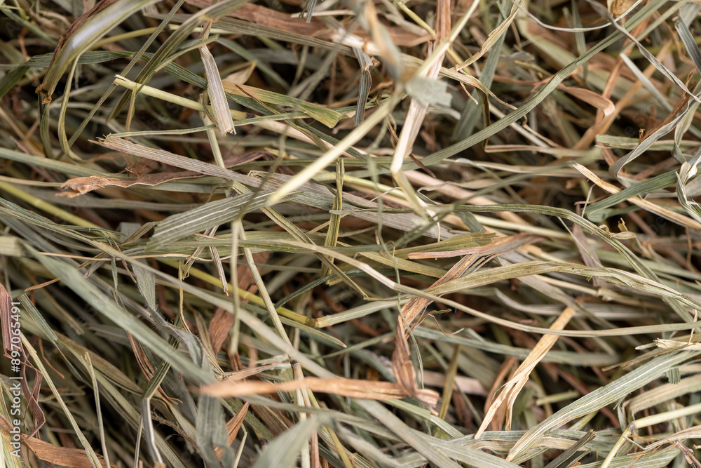 Dehydrated Dried Grass for hay production in agriculture Dehydrated Dried Grass for hay production in agriculture