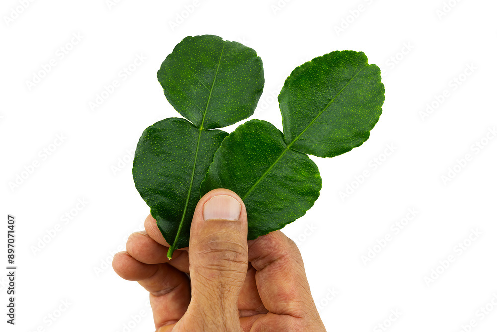Hand holding kaffir leaves on white background with clipping path Hand holding kaffir leaves on white background with clipping path
