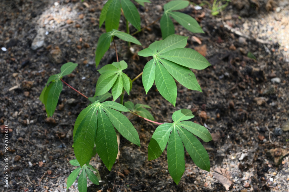 A high angle view of the leaves of a young cassava plant growing A high angle view of the leaves of a young cassava plant growing