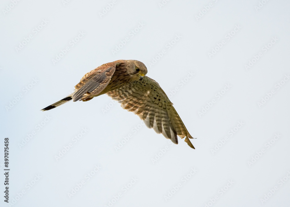 Fototapeta premium A Kestrel hovers whilst looking for prey. British bird of prey. 