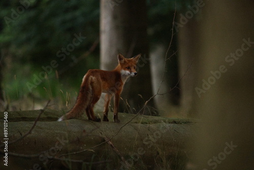 Rotfuchs im Wald photo