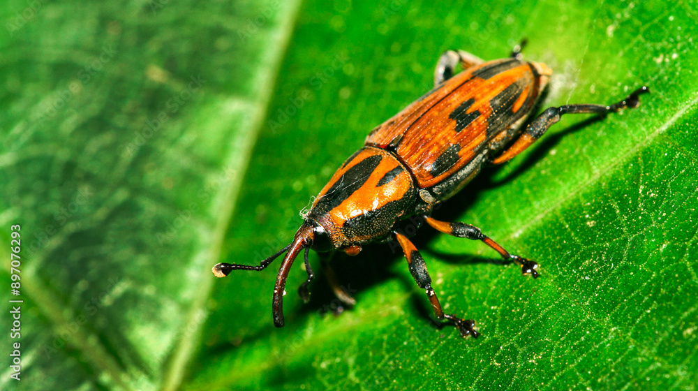 Fototapeta premium Snout Beetle, Weevils, Tropical Rainforest, Napo River Basin, Amazonia, Ecuador, America