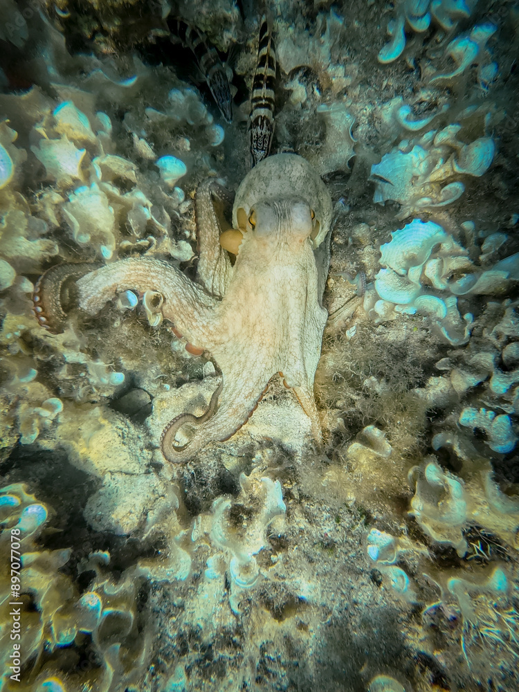 Close-up of a camouflaged octopus on the rocky bottom, with fish around it Close-up of a camouflaged octopus on the rocky bottom, with fish around it