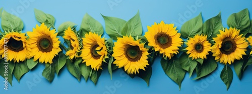 Frame made of blooming sunflowers with green leaves on blue background with copy space. Harvest, agriculture, farming concept. Beautiful floral greeting card, banner, poster. Flat lay, top view photo