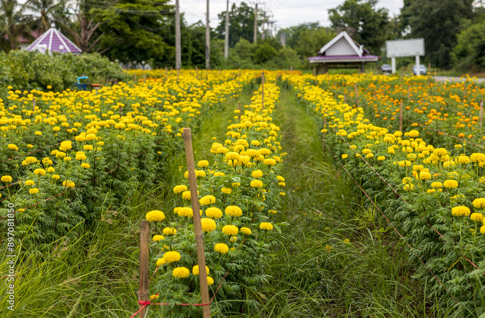 Obraz premium Scenery of a garden of beautifully blooming yellow marigolds.