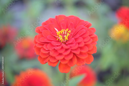 red dahlia flower in garden
