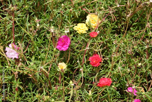 flowers in the garden