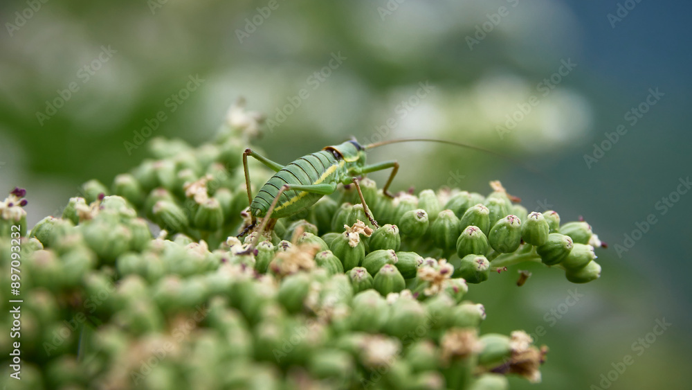 Naklejka premium Farfalle, coleotteri e scarabei nel Parco Nazionale della Maiella