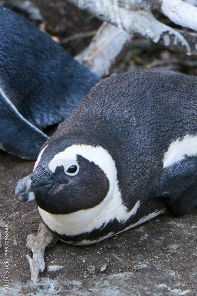 Fototapeta premium African penguin on the rocks