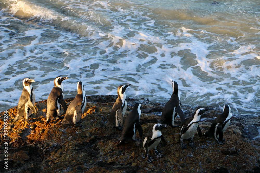 Fototapeta premium African penguin on the beach