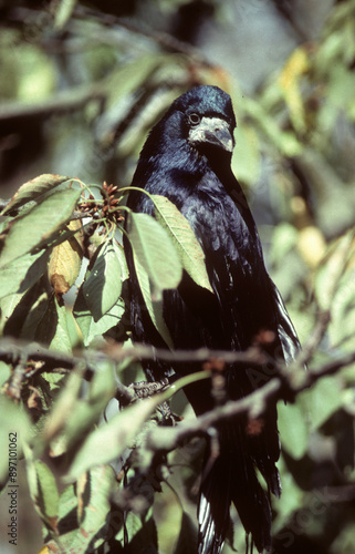 Corbeau freux,.Corvus frugilegus, Rook photo