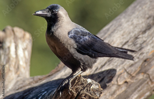 Corbeau familier,.Corvus splendens, House Crow photo