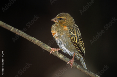 Foudi de Madagascar, Foudi rouge,.Foudia madagascariensis, Red Fody, Madagascar photo