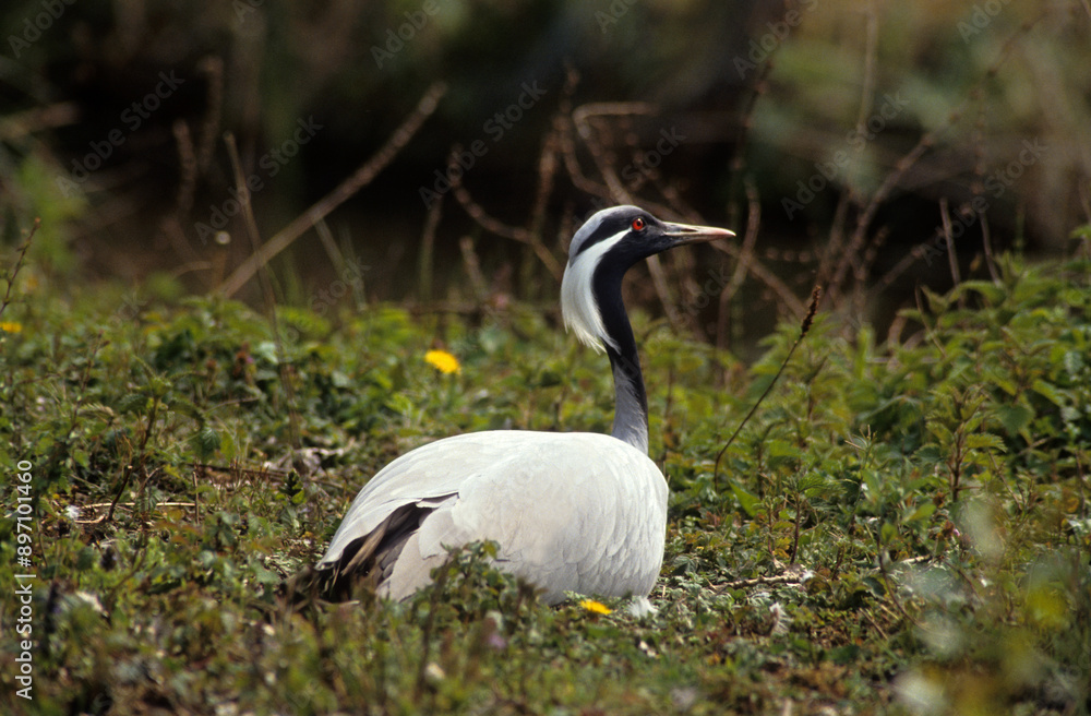 Demoiselle de Numidie, Grue demoiselle,.Grus virgo, Demoiselle Crane Demoiselle de Numidie, Grue demoiselle,.Grus virgo, Demoiselle Crane