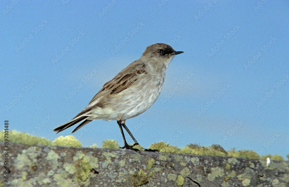 Fototapeta premium Dormilon des Malouines, Dormilon bistré,.Muscisaxicola maclovianus, Iles Falkland, Malouines