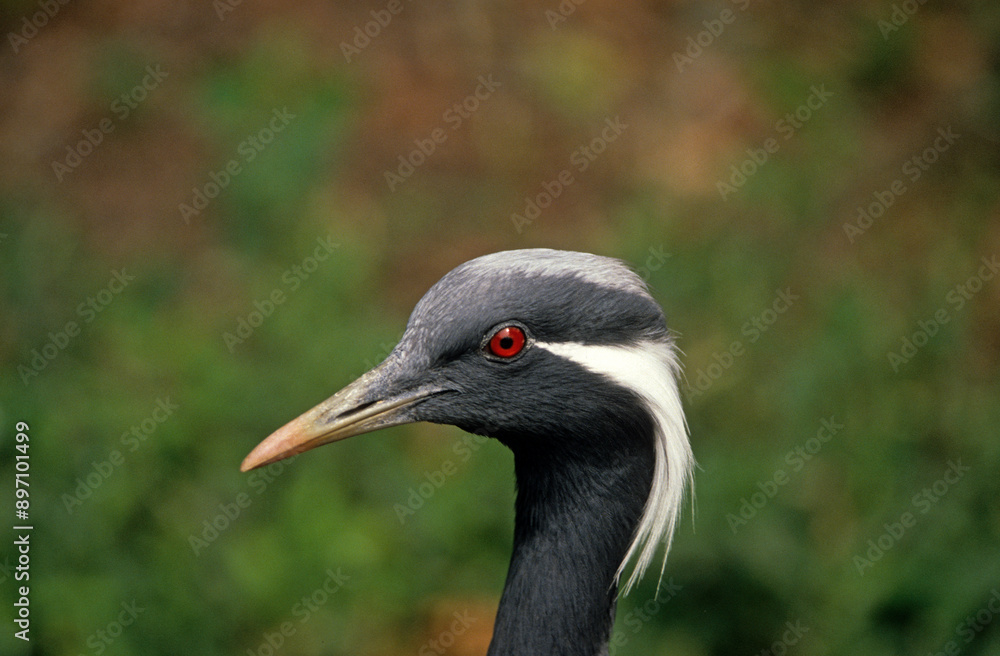 Demoiselle de Numidie, Grue demoiselle,.Grus virgo, Demoiselle Crane Demoiselle de Numidie, Grue demoiselle,.Grus virgo, Demoiselle Crane
