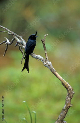 Drongo malgache,.Dicrurus forficatus, Crested Drongo, Madagascar photo