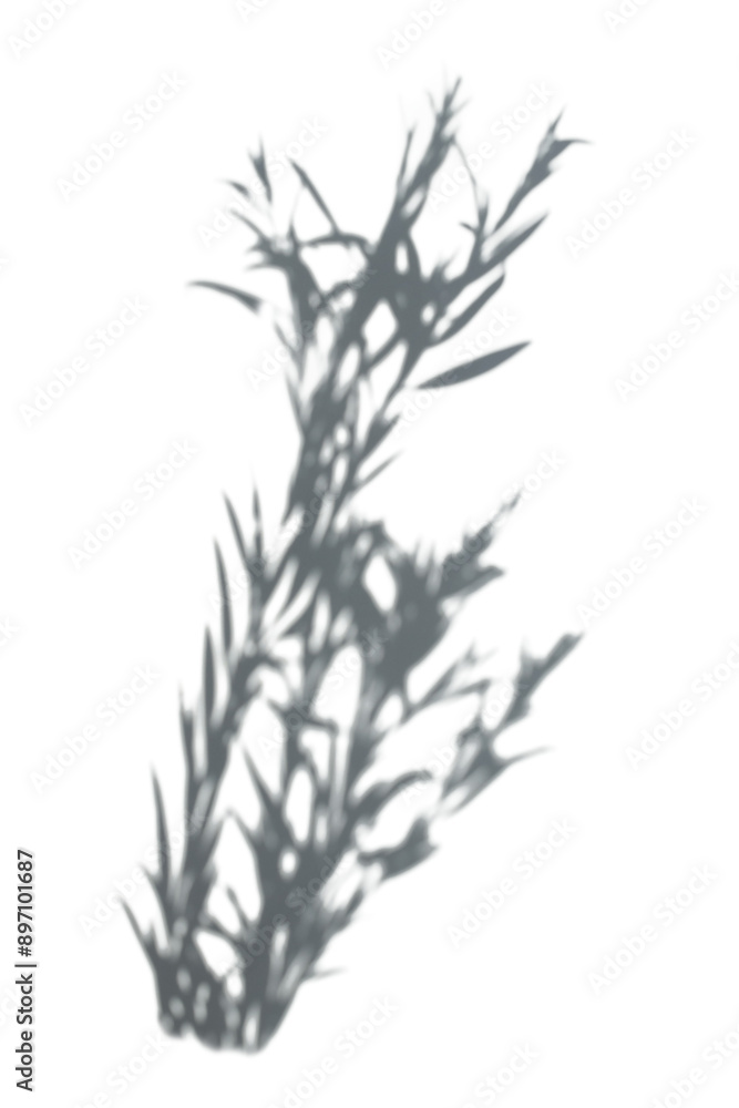 Fototapeta premium PNG Shadow of leaves, transparent background