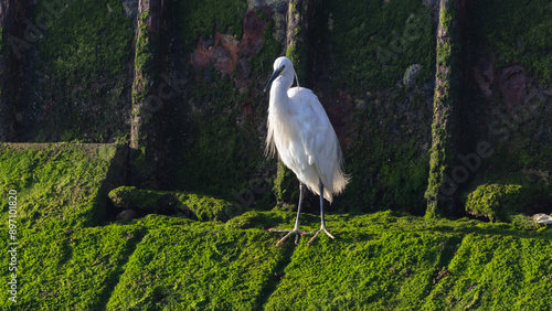 Little Egret - Egretta garzetta - Fishing