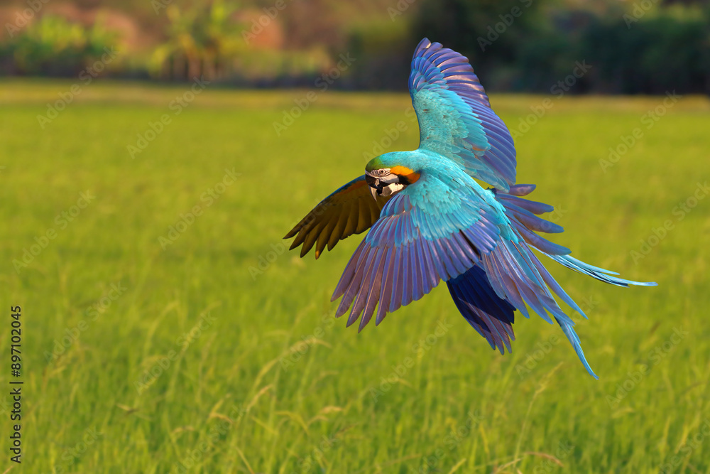 Obraz premium Colorful Blue and Gold Macaw parrots flying on the rice fields. Free flying bird