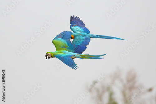 Colorful Buff Gold​ Macaw and Blue and Gold Macaw flying in the sky. Free flying bird