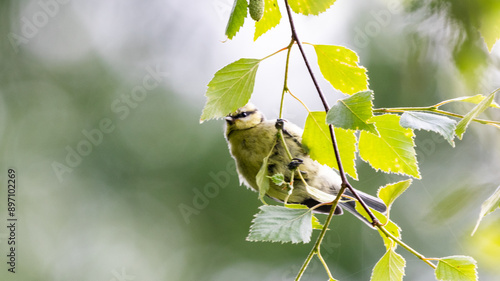 Blue Tit Fledgling - Cyanistes Caeruleus