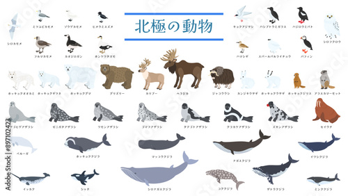 北極圏に生息する飛ぶ鳥や白熊、アザラシ、クジラなどの動物44種類のイラストセット。フラットなベクターイラスト。 Illustration set of 44 types Arctic animals, including birds, white bear,  seals, whales, and more. Flat vector illustrations.