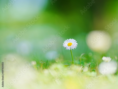 初夏の野花 エアリーフォト