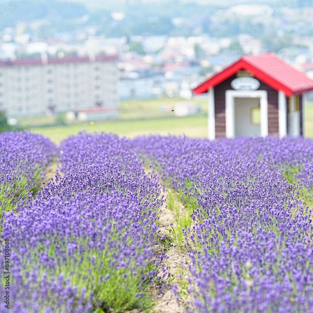 北海道の絶景 富良野日の出公園ラベンダー畑 北海道の絶景 富良野日の出公園ラベンダー畑