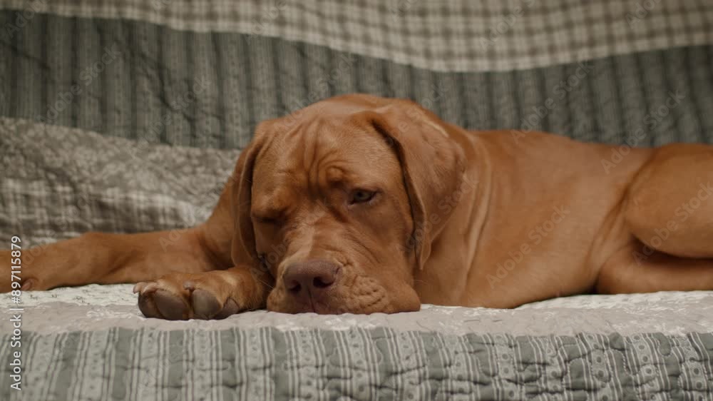 A cute Dogue de Bordeaux puppy lies adorably on a couch, capturing a moment of relaxation and charm in a cozy home setting A cute Dogue de Bordeaux puppy lies adorably on a couch, capturing a moment of relaxation and charm in a cozy home setting