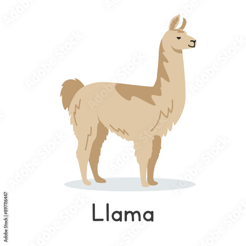 Llama vector illustration. Cute llama cartoon clipart, animal in flat style. Farm animals concept, rural farming. Livestock animal llama vector design isolated on white background