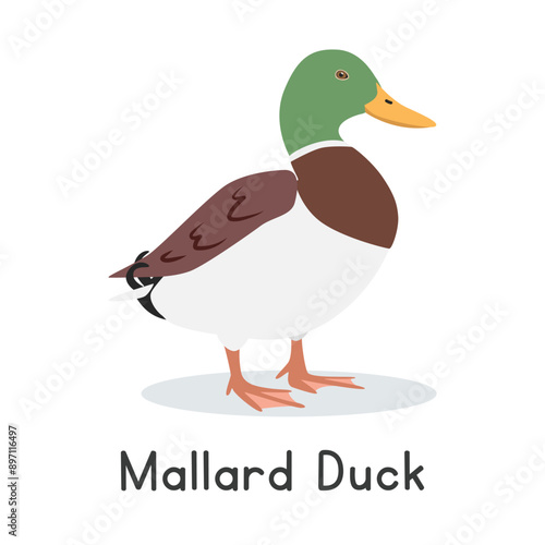 Mallard duck vector illustration. Cute duck cartoon clipart, animal in flat style. Farm animals concept, rural farming. Livestock poultry duck vector design isolated on white background