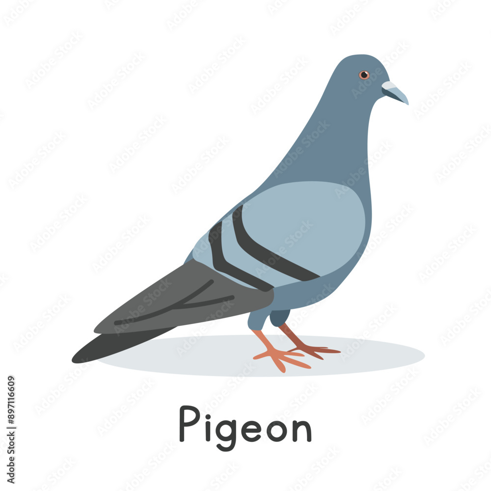 Pigeon vector illustration. Cute pigeon cartoon clipart, animal in flat style. Farm animals concept, rural farming. Livestock poultry pigeon vector design isolated on white background Pigeon vector illustration. Cute pigeon cartoon clipart, animal in flat style. Farm animals concept, rural farming. Livestock poultry pigeon vector design isolated on white background