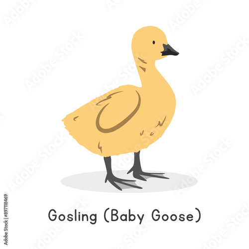 Photography Gosling (baby goose) vector illustration