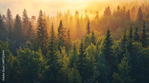 The golden hour light beautifully illuminates the dense pine forest, creating a breathtaking scene