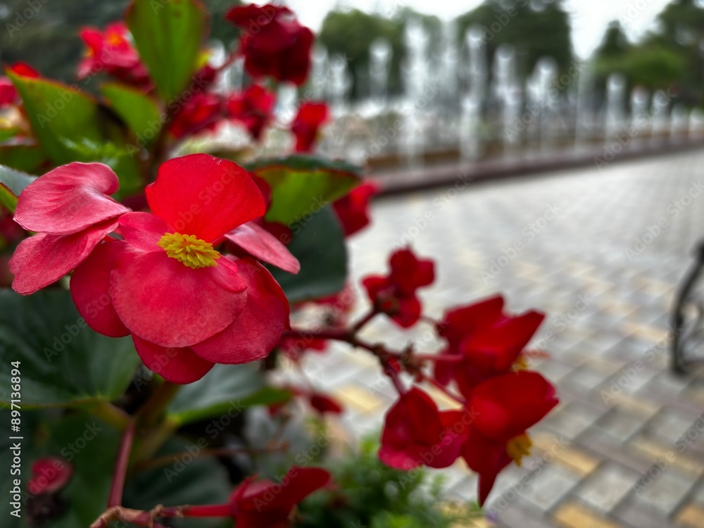 Beautiful flowers by the fountain. Yellow, purple, red and pink roses on a flowerbed. Flowers in pots in a small park. Beauty is nearby Beautiful flowers by the fountain. Yellow, purple, red and pink roses on a flowerbed. Flowers in pots in a small park. Beauty is nearby