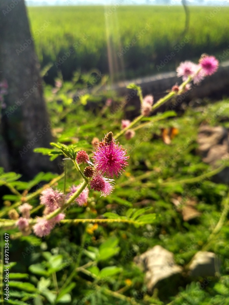 Beautiful close up of a Mimosa pudica L with bee Beautiful close up of a Mimosa pudica L with bee