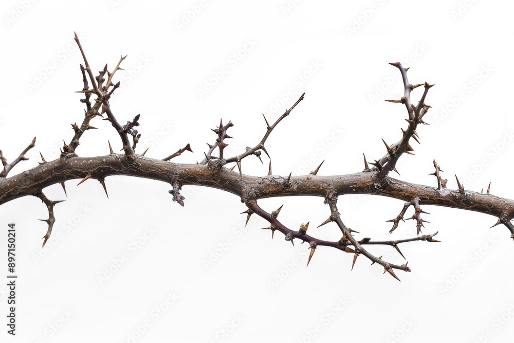 A detailed view of a tree branch with textured bark and leaves A detailed view of a tree branch with textured bark and leaves