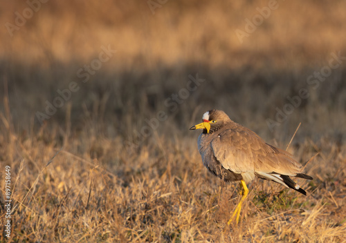 African wattled lapwing photo