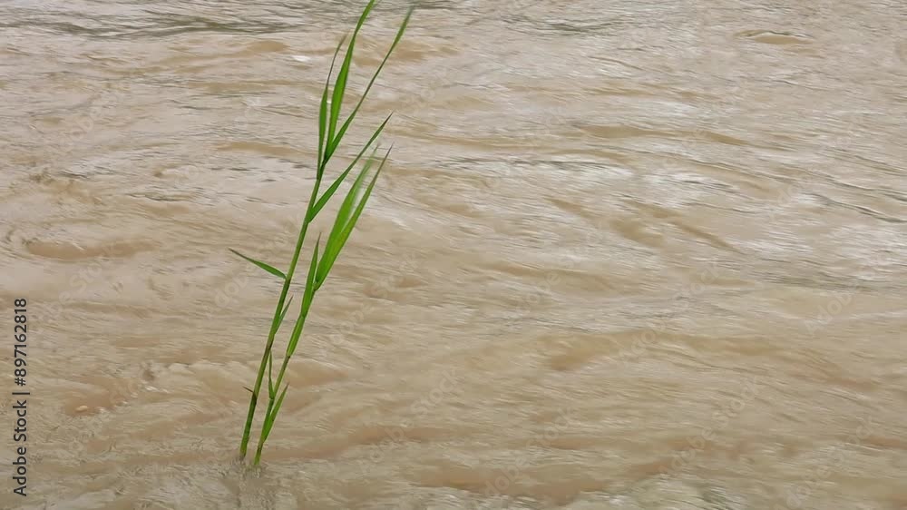 Muddy river tide on rain season, natural disaster and environment concept, FHD footage video, high quality Muddy river tide on rain season, natural disaster and environment concept, FHD footage video, high quality