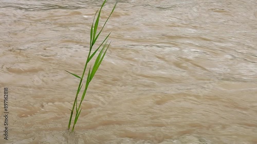 Muddy river tide on rain season, natural disaster and environment concept, FHD footage video, high quality  photo