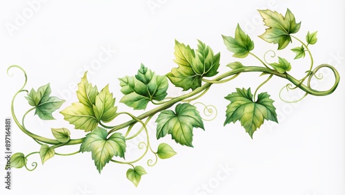 Fototapeta Naklejka Na Ścianę i Meble -  Delicate watercolor illustration of a single vine branch adorned with lush green leaves and curled tendrils, set against a soft, creamy white background.